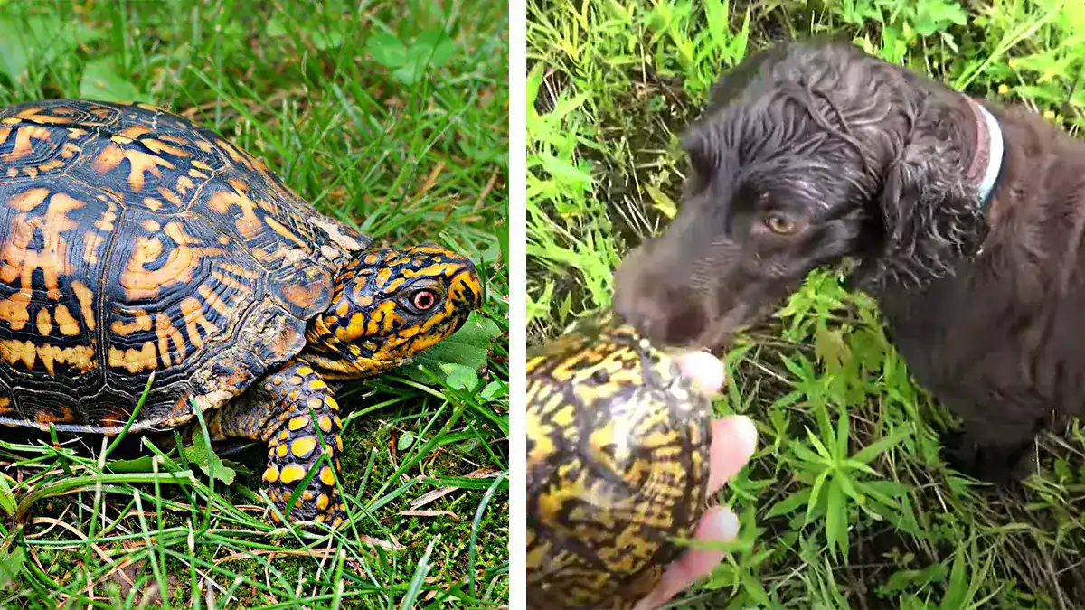 The Turtle Whisperer and His Superhero Spaniels Help Save Box Turtles