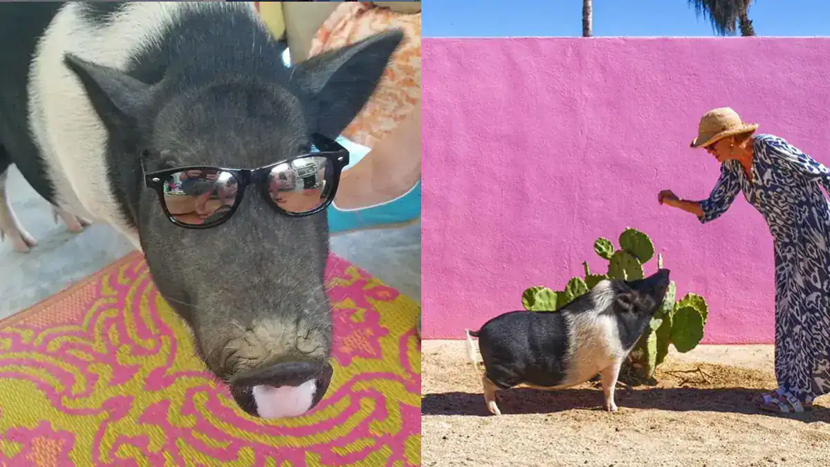 Colette the Artist Pig