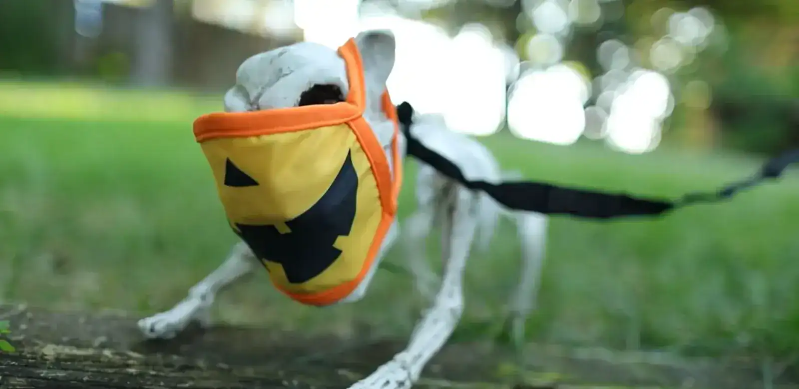 halloween skeleton dog with a jack o lantern face mask
