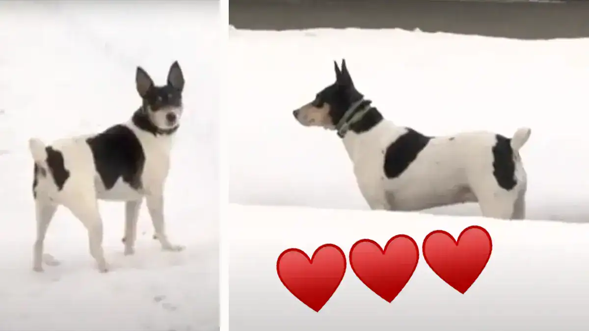 Rat Terrier named Lyric