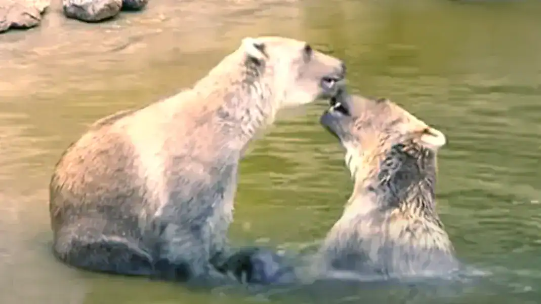 Pizzly bears, Germany's Zoo Osnabrück, Tips and Taps